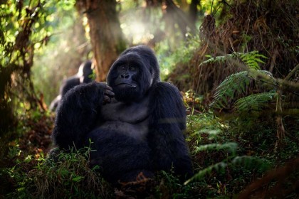 Rwanda úchvatná setkání: horské gorily, safari a vůně kávy 