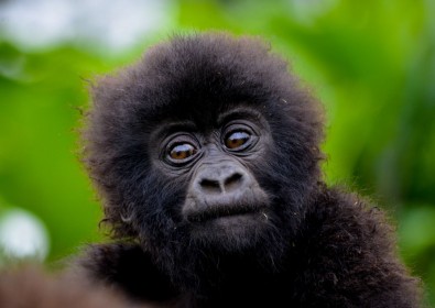 7 dní ve Rwandě se stopováním horských goril - balíček standard