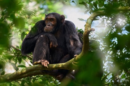 7 dní ve Rwandě se stopováním horských goril - balíček komfort plus