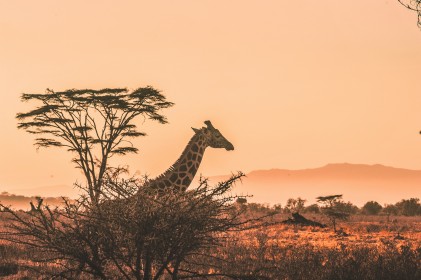 Silvestrovské safari s pobytem na pláži