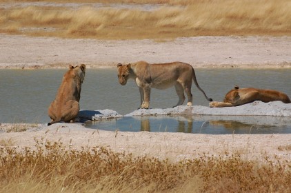 safari v Namibii národní park Etosha