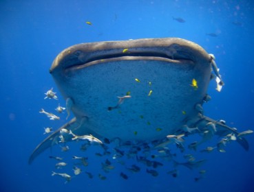 šnorchlování s whale sharks
